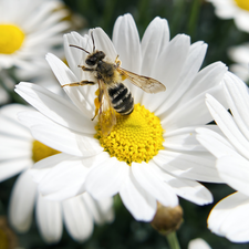 White, daisy, bee, Flowers