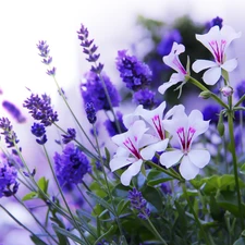 Blue, Flowers, geraniums, lavender, White