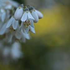 Flowers, Bush, White