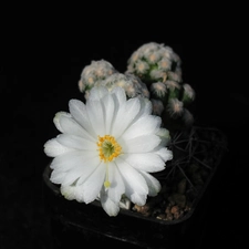 Flowers, Cactus, White