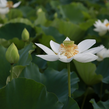 Buds, Leaf, Colourfull Flowers, lotus, White