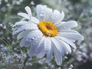 Gipsówka, drops, Colourfull Flowers, Daisy, White