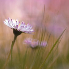 Flowers, daisies, White