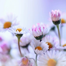 Flowers, daisies, White