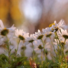 Flowers, daisy, White