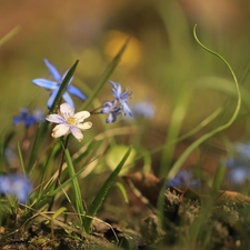 Flowers, Hepatica, White