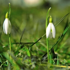 Flowers, snowdrops, White