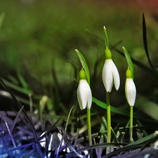 Flowers, snowdrops, White