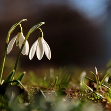 Flowers, snowdrops, White