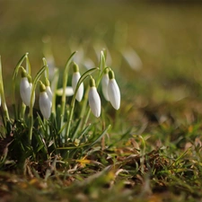 Flowers, snowdrops, White