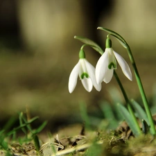 Flowers, snowdrops, White