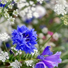 Chaber, Wildflowers, Flowers