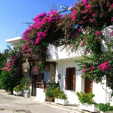 flowers, house, wrapped