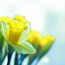 Flowers, Daffodils, Yellow