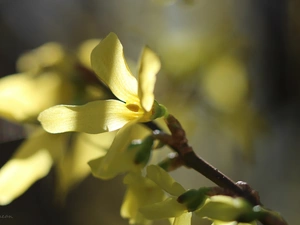 Flowers, forsythia, Yellow