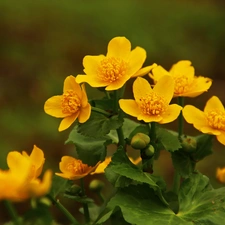 Flowers, marigolds, Yellow