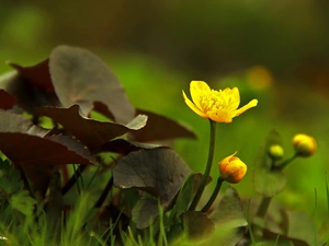 Flowers, marigolds, Yellow