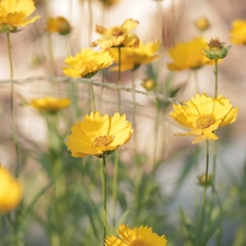 Yellow, Calliopsis, rapprochement, Flowers