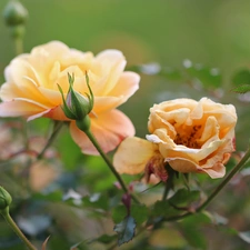 Flowers, roses, Yellow