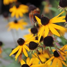 Flowers, Rudbeckia, Yellow