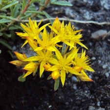 Flowers, Sempervivum, Yellow