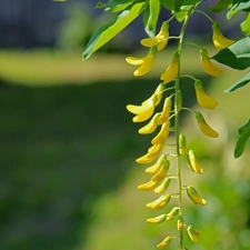 Laburnum, Yellow, Flowers