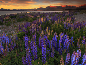 Mountains, New Zeland, Great Sunsets, Tekapo Lake, purple, lupins, Flowers, Blue, Meadow