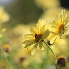 fly, Yellow, daisy