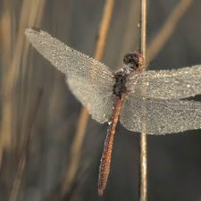 dragon-fly, wings, drops, wet