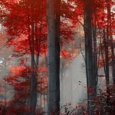 Fog, autumn, viewes, forest, trees