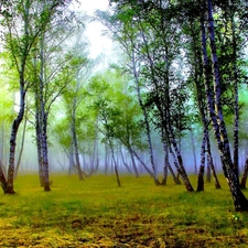 Fog, forest, birch