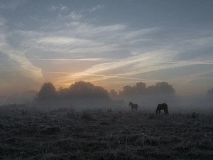 viewes, Fog, bloodstock, trees, Meadow