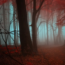 Fog, autumn, forest