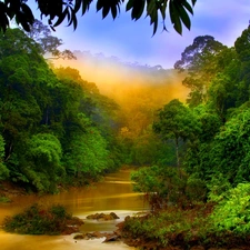 Fog, River, forest