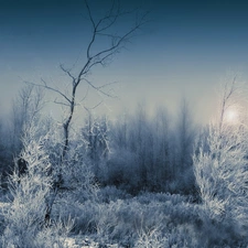 Fog, snow, forest