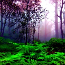 forest, Violet, Fog, Fern