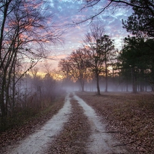 Fog, Way, forest