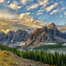 Fog, forest, sun, rocks, west