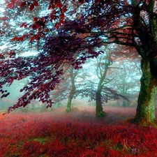 Fog, autumn, Park