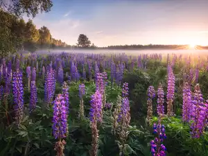 Meadow, Poland, Sunrise, Fog, lupine, Podlachia