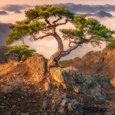 pine, Fog, rocks, trees, Mountains