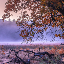 trees, California, Mountains, deer, autumn, The United States, Yosemite National Park, Lod on the beach, viewes, Fog