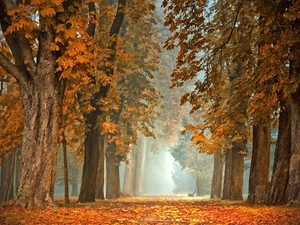 viewes, Park, morning, Fog, chestnut, trees