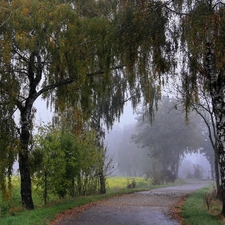 Way, birch, Fog, field