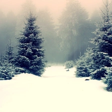 Fog, winter, trees, viewes, forest