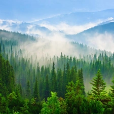 Fog, Mountains, woods