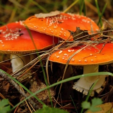 foliage, mushrooms, toadstools