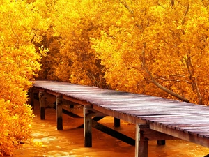 autumn, viewes, footbridge, trees