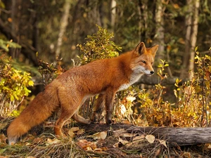 autumn, ginger, Fox, forest