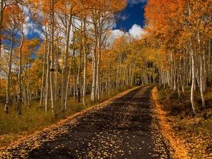 autumn, birch, Way, forest
